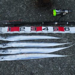 早朝~タチウオのウキ釣り