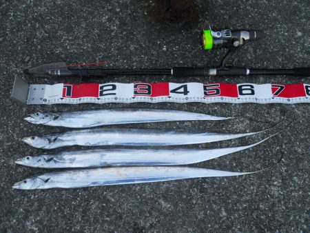 早朝～タチウオのウキ釣り