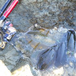 磯のヤエン釣りでアオリイカ