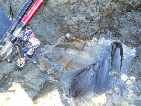 磯のヤエン釣りでアオリイカ