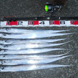 早朝～ウキ釣りでタチウオ狙い