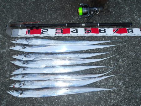 早朝～ウキ釣りでタチウオ狙い