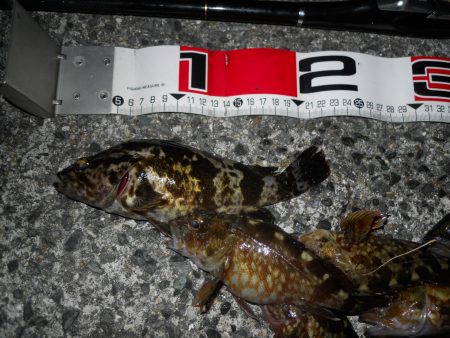 夕方～エビ撒き釣りで根魚狙い