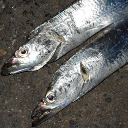 ショートバイトが多い