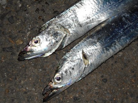 ショートバイトが多い