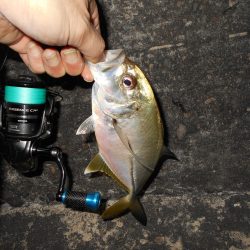 メタルバイブでメッキとタチウオをゲット