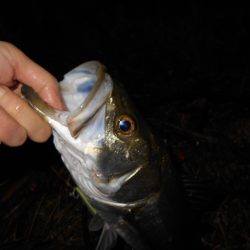 サヨリパターンでヒット。