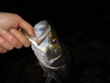 サヨリパターンでヒット。