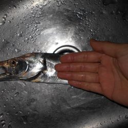 なかなか乗らないタチウオ…。