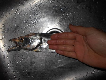 なかなか乗らないタチウオ…。