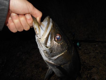 渋い状況の中でのヒット。