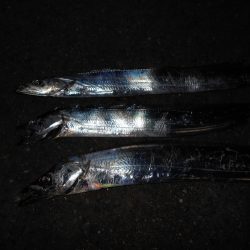 フォール中に反応有り。