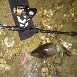 蓬莱岩エギング