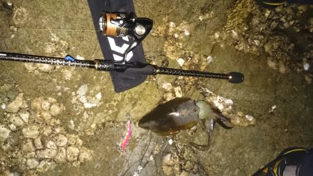 蓬莱岩エギング