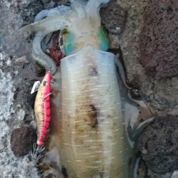 アオリイカ　まあまあのサイズ