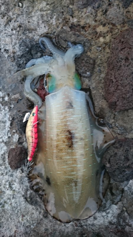 アオリイカ　まあまあのサイズ