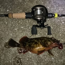 今日もガシラ釣り！