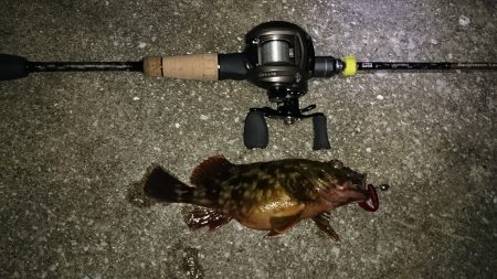 今日もガシラ釣り！