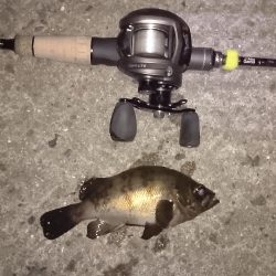 久しぶりにガシラ釣り！今日は南港です！