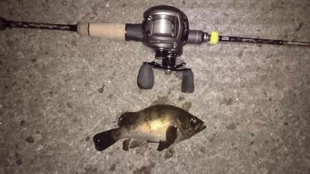 久しぶりにガシラ釣り！今日は南港です！