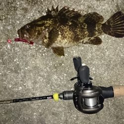 北港ガシラ根魚！