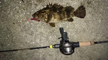 北港ガシラ根魚！