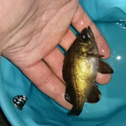 根魚釣り！南港！