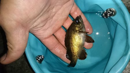 根魚釣り！南港！