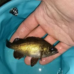 根魚釣り！南港！