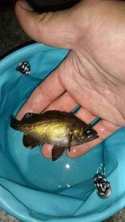 根魚釣り！南港！