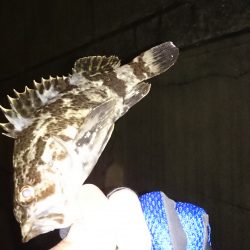 久しぶりの根魚釣り！