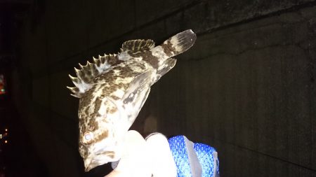 久しぶりの根魚釣り！