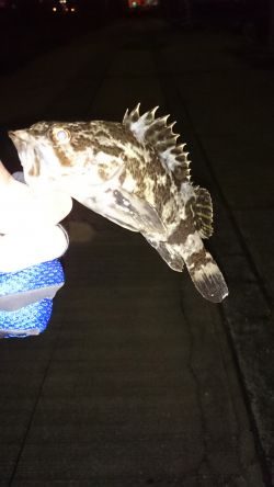 久しぶりの根魚釣り！