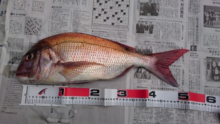 初真鯛！！