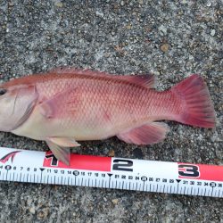 久々にコブダイ！