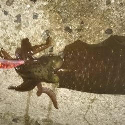 今秋    最大ゲット❗