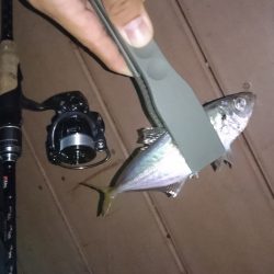 洲本港でアジング♪