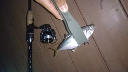 洲本港でアジング♪