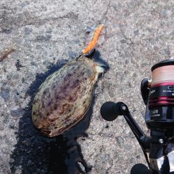 洲本港 アオリイカはどこへやら？