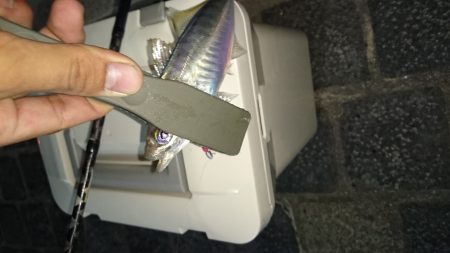 洲本港 アジング♪