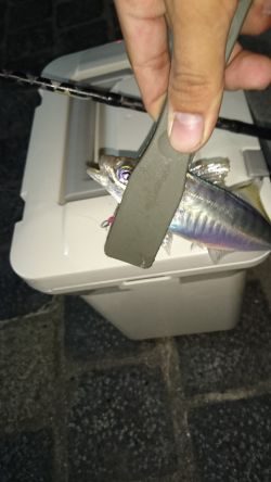 洲本港 アジング♪