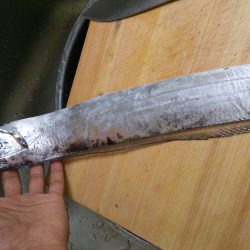 タチウオワインド！