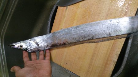 タチウオワインド！