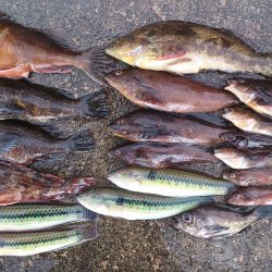 穴釣り＆ちょい投げで良型ガシラ、アブラメ