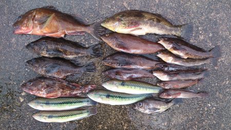 穴釣り＆ちょい投げで良型ガシラ、アブラメ