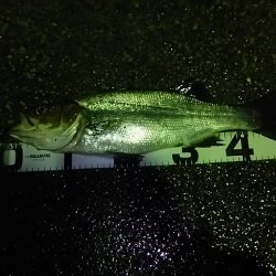 初めてシーバス釣りましたぁうれしいー！