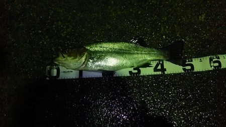 初めてシーバス釣りましたぁうれしいー！