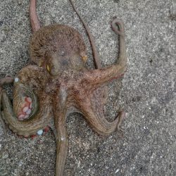 やっぱりタコしか…