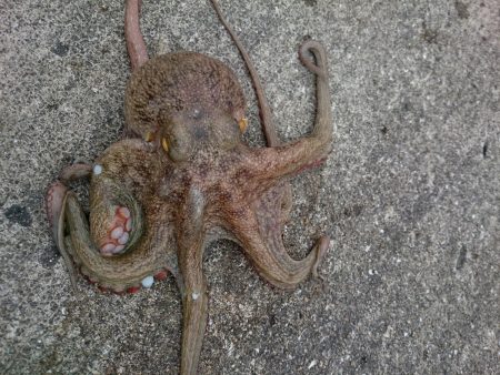 やっぱりタコしか...