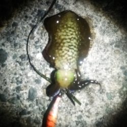 活あじ確保できず。